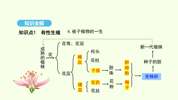 7.1.1植物的生殖课件-人教版生物八年级下册(共33张PPT)