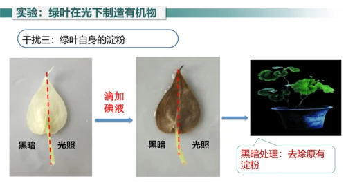 3.4 绿色植物是生物圈中有机物的制造者 课件 七年级生物上学期（人教版）(共27张PPT)