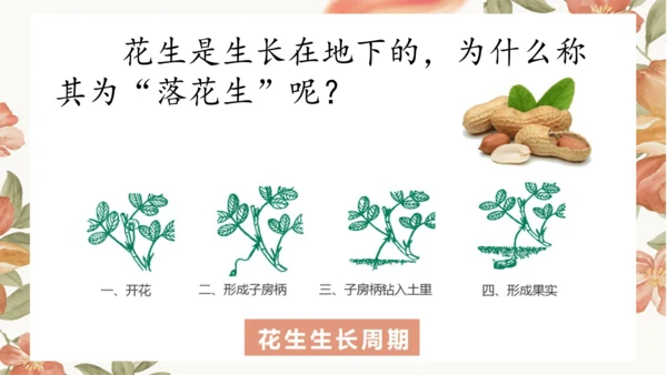2 落花生 课件