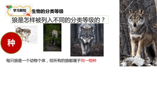 人教版生物七年级上册2.4.2《生物分类的方法——从种到界》课件(共26张PPT)