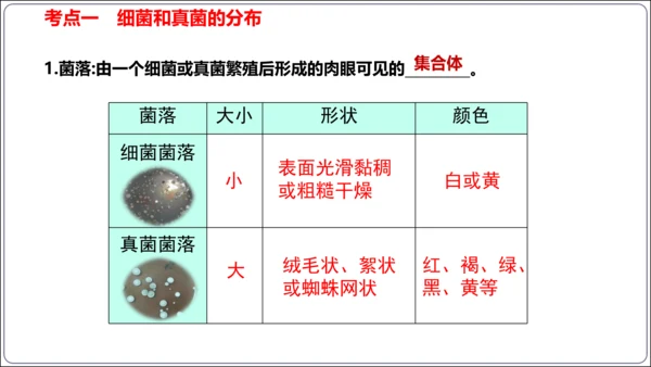 【人教八上生物期中复习考点梳理+临考押题】第四、五章 细菌、真菌和病毒（串讲课件）(共30张PPT)