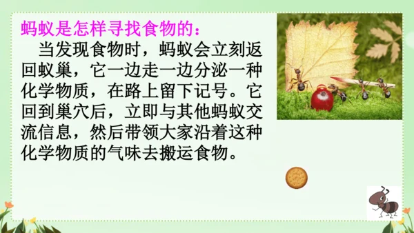 识字（二）5动物儿歌（课件）