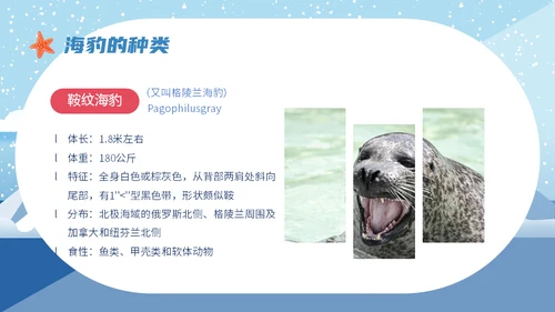 世界海豹日小海豹通用PPT模板