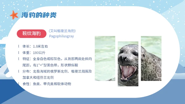 世界海豹日小海豹通用PPT模板