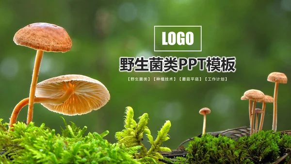 高清野生菌类动态PPT模板