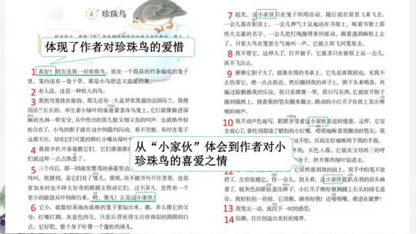 部编版五年级上册语文 4 珍珠鸟 课件