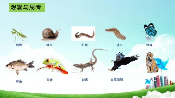 6.1.1 尝试生物进行分类八年级生物上册同步精品课件（人教版）(共30张PPT)