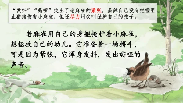 16 麻雀   课件
