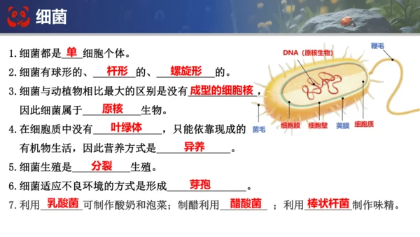 人教版（2024）七年级上册生物七年级上册期末总复习课件(共31张PPT)