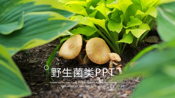 野生蘑菇菌类养生文化宣传动态PPT模板