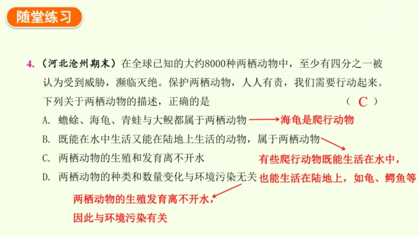 7.1.3两栖动物的生殖和发育-八年级生物人教版下学期同步精品课件(共31张PPT)