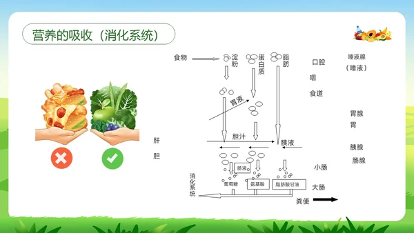 绿色插画合理营养与食品安全PPT模板宣传PPT动态PPT全民营养周