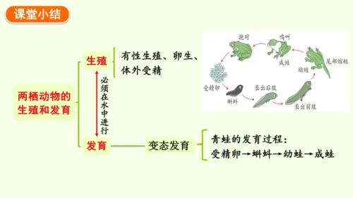 7.1.3两栖动物的生殖和发育-八年级生物人教版下学期同步精品课件(共31张PPT)