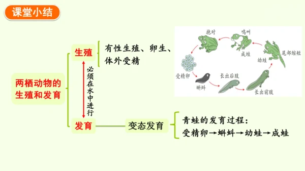 7.1.3两栖动物的生殖和发育-八年级生物人教版下学期同步精品课件(共31张PPT)