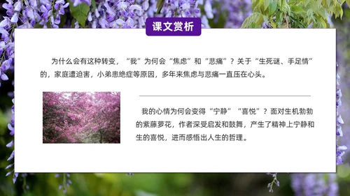 实拍风紫藤萝瀑布七年级语文课件PPT模板