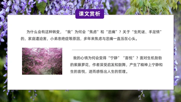 实拍风紫藤萝瀑布七年级语文课件PPT模板