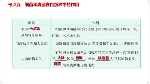 【人教八上生物期中复习考点梳理+临考押题】第四、五章 细菌、真菌和病毒（串讲课件）(共30张PPT)