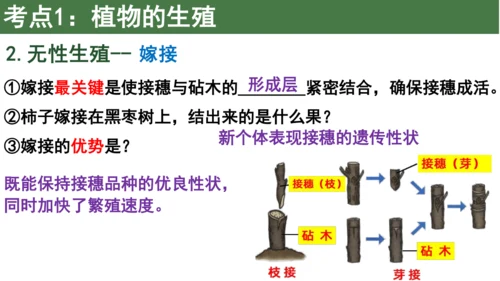 八下 第七单元复习课件(共58张PPT)