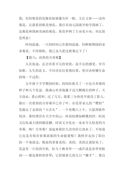 小学生描写菊花的作文.docx