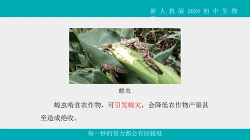 人教版生物七年级上册2.2.1《无脊椎动物》教学课件(共40张PPT)+视频素材