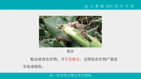 人教版生物七年级上册2.2.1《无脊椎动物》教学课件(共40张PPT)+视频素材