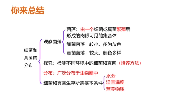 人教版生物八年级上册5.4.1《细菌和真菌的分布》课件(共22张PPT)