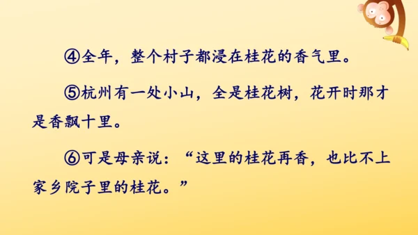 3 桂花雨   课件