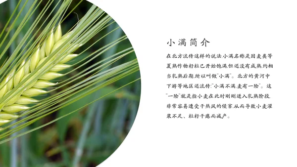 金色麦穗丰收的稻谷小满通用PPT模板