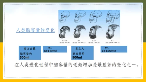 人类的起源和进化生物课通用PPT课件