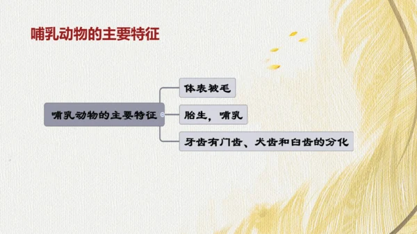 人教版 初中生物七年级上册2.2.2脊椎动物（鸟和哺乳动物）课件(共24张PPT)+ 视频素材