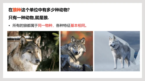 6.1.2+从种到界-【互动课堂】八年级生物上册精品课件（人教版）(共20张PPT)