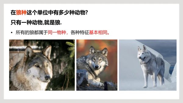 6.1.2+从种到界-【互动课堂】八年级生物上册精品课件（人教版）(共20张PPT)