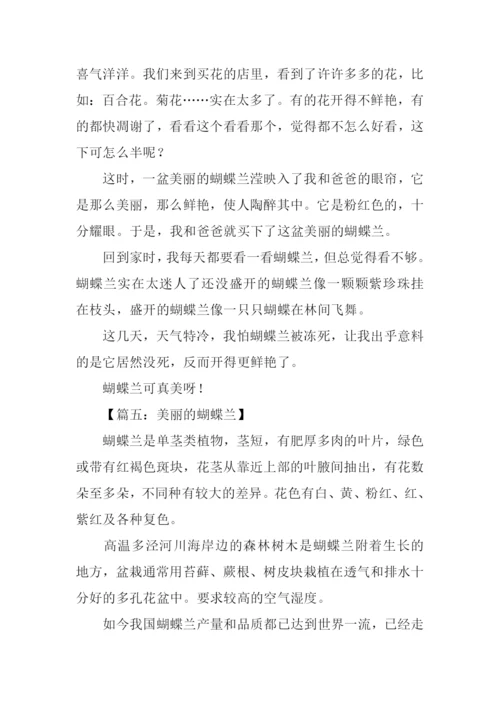 美丽的蝴蝶兰作文200字.docx