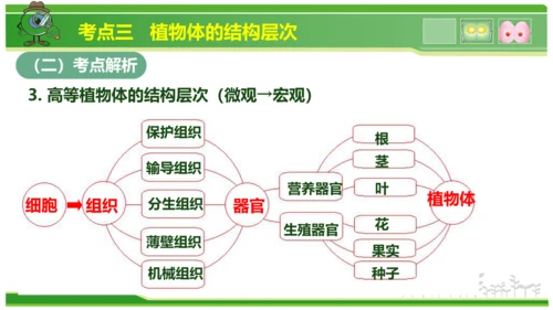 第三章从细胞到生物体（串讲课件）-七年级生物上学期期中考点大串讲（人教版2024）(共40张PPT)