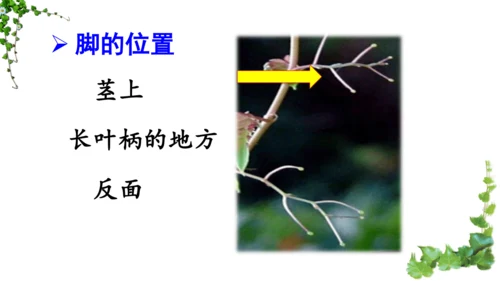 10 爬山虎的脚  课件