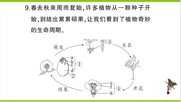 【掌控课堂-创优作业】人教版生物七(上)第三单元 第二章 被子植物的一生 微专题四 被子植物的一生 