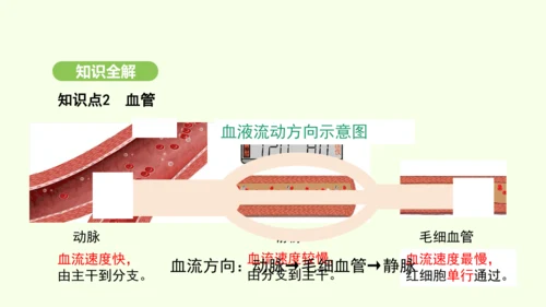 第四单元-第四章-第二节-血流的管道——血管课件-2024-2025学年七年级生物下学期人教版(20