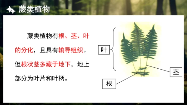 3.1.1 藻类、苔藓和蕨类植物 课件 人教版生物七年级上册(共27张PPT)