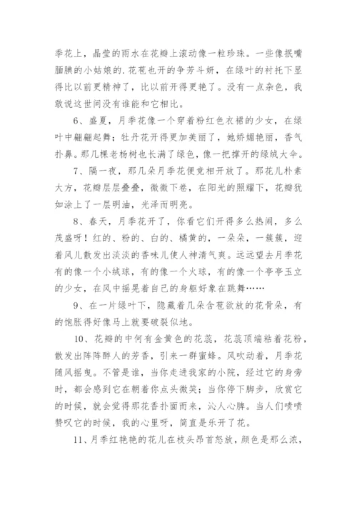 月季花的描写句子.docx