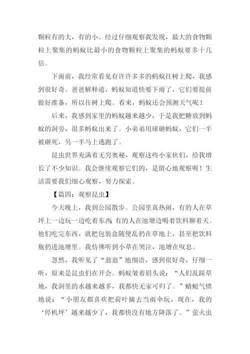 观察昆虫的小练笔.docx