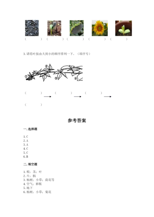 教科版科学一年级上册第一单元《植物》测试卷带答案（突破训练）.docx