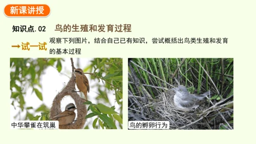 7.1.4鸟的生殖和发育-八年级生物人教版下学期同步精品课件(共24张PPT)