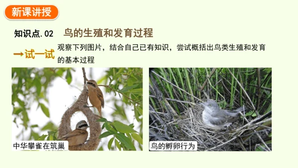 7.1.4鸟的生殖和发育-八年级生物人教版下学期同步精品课件(共24张PPT)