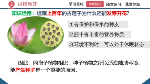 3.1.2  种子植物（课时1 种子的结构）课件-2023-2024学年人教版生物七年级上册(共24
