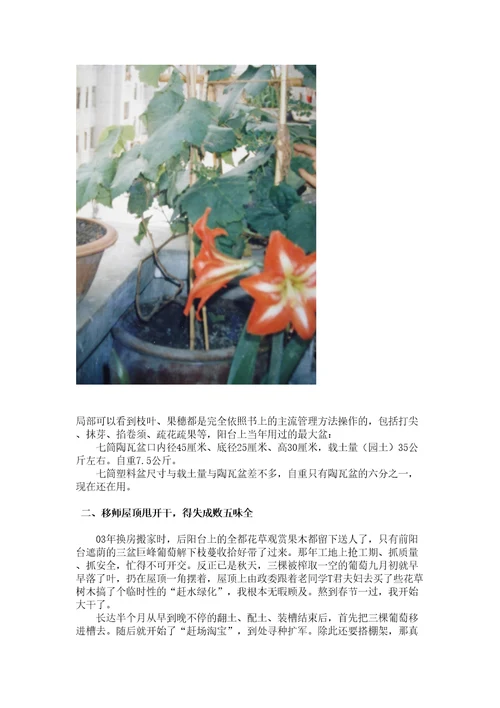 葡萄种植心得