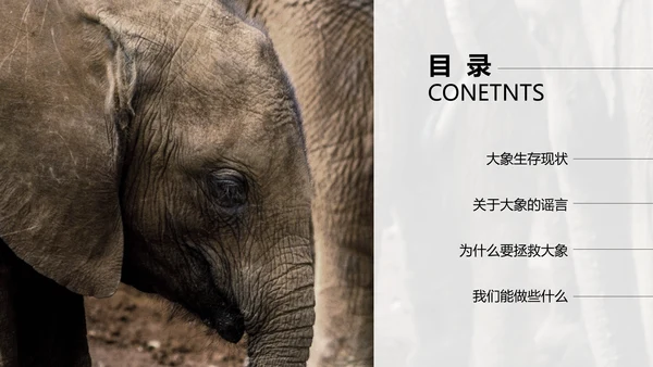 保护野生动物大象PPT模板