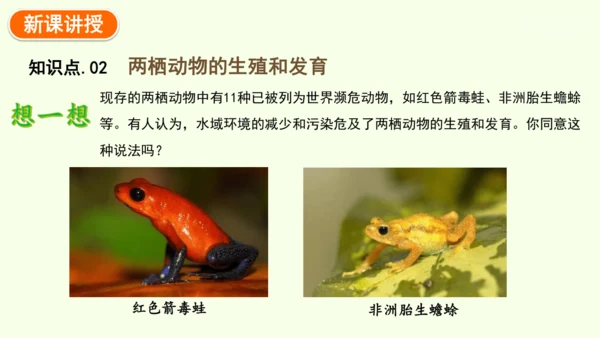 7.1.3两栖动物的生殖和发育-八年级生物人教版下学期同步精品课件(共31张PPT)