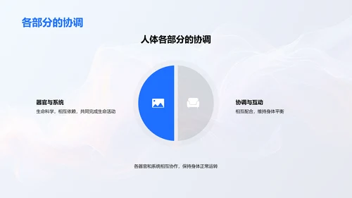 人体结构与功能PPT模板