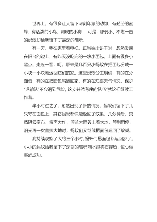 推荐五年级四单元作文4篇