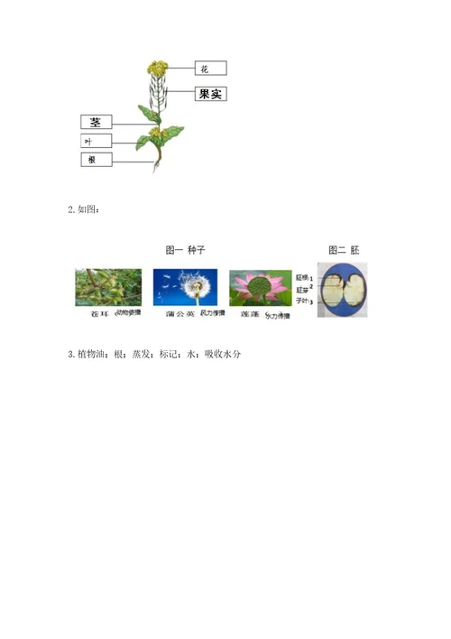 教科版科学四年级下册第一单元植物的生长变化测试卷完整参考答案